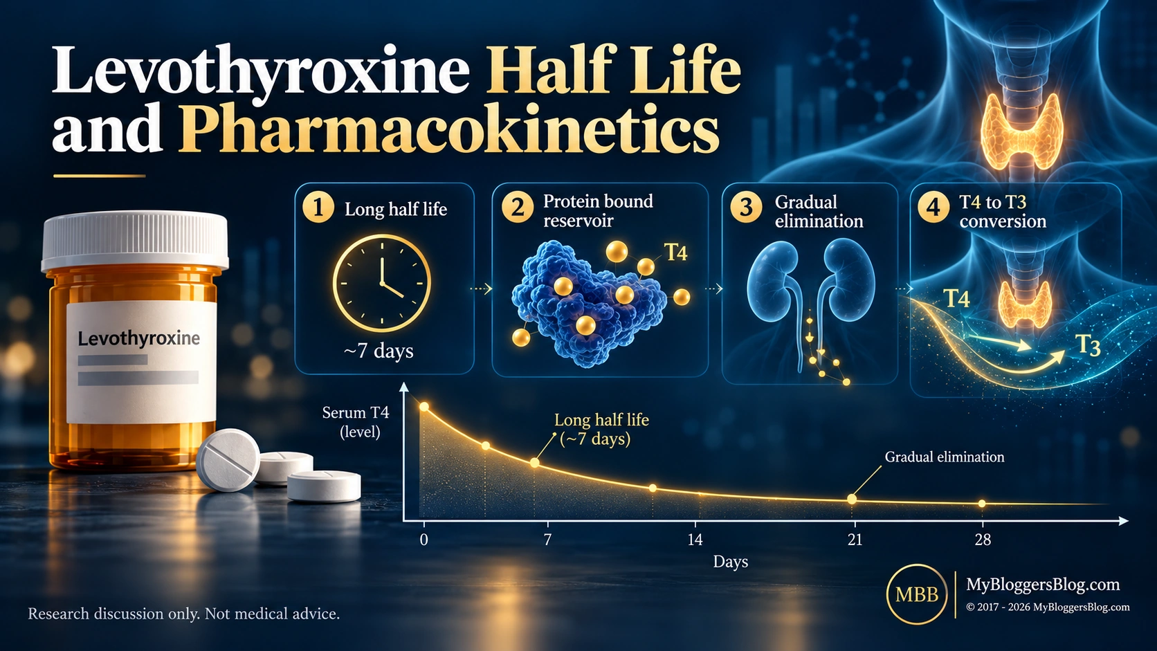 Levothyroxine half life and pharmacokinetics infographic